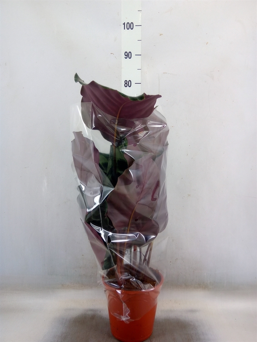 <h4>Calathea   ...</h4>