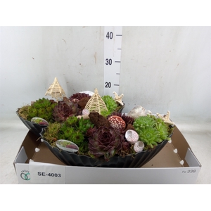 Arr.  Sempervivum L%