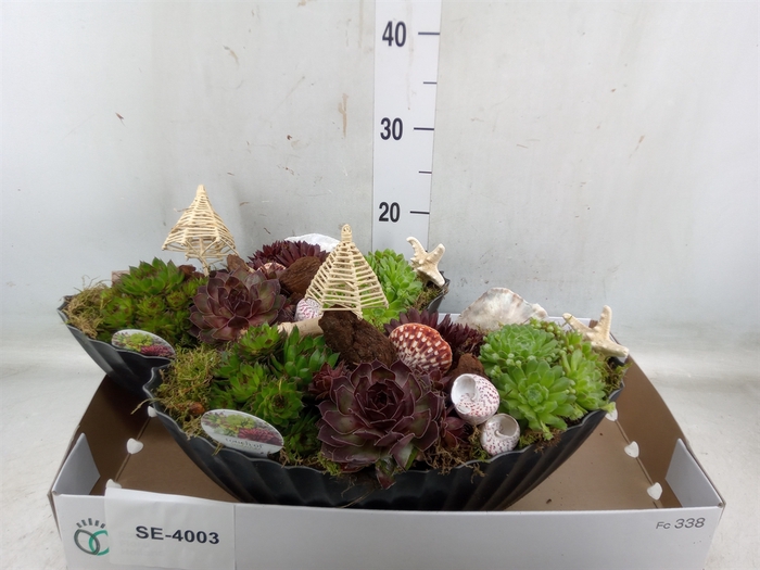 <h4>Arr.  Sempervivum L%</h4>