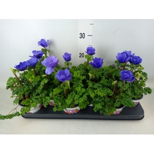Anemone cor. 'Harmony Blue'