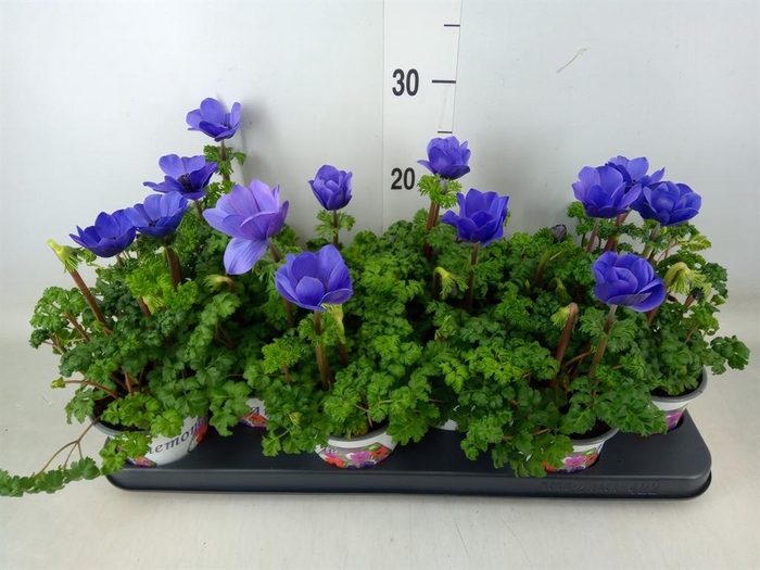 <h4>Anemone cor. 'Harmony Blue'</h4>