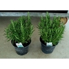 Rosmarinus officinalis overig