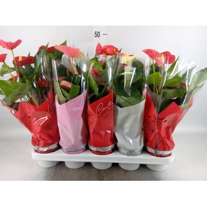 Anthurium   ...mix 4