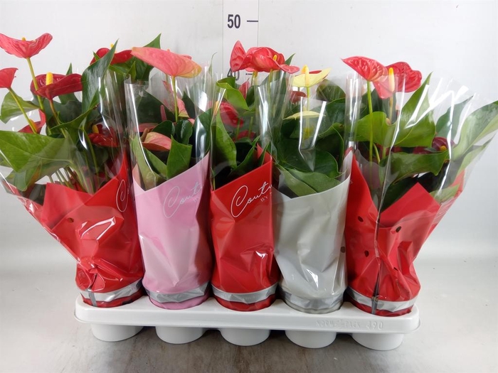 <h4>Anthurium ...mix 4</h4>