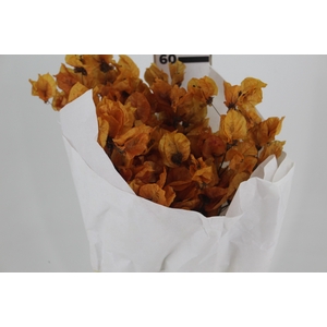 FLOR DE PRIMAVERA DESIDRATADA OCRE