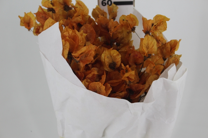 <h4>FLOR DE PRIMAVERA DESIDRATADA OCRE</h4>