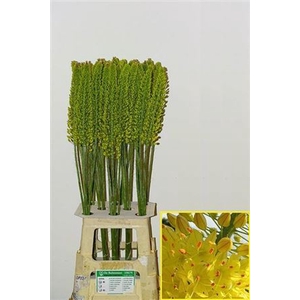 Eremurus Yellow Cleopatra