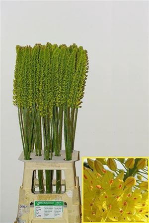 <h4>Eremurus Yellow Cleopatra</h4>