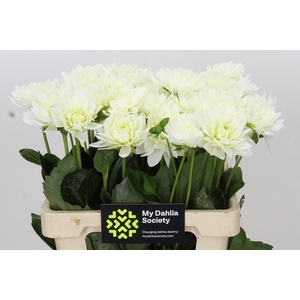 Dahlia Karma M. Zwaan