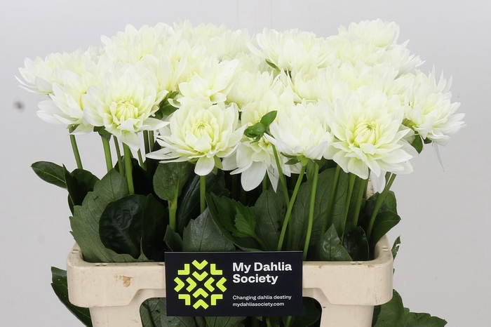 <h4>Dahlia Karma M. Zwaan</h4>