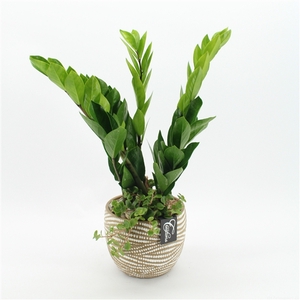 GRCR-2503 Green Essentials