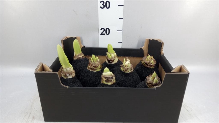 <h4>Hippeastrum   ...waxed H%</h4>