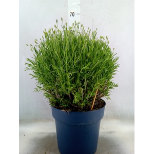 Lavandula angus. 'Felice'