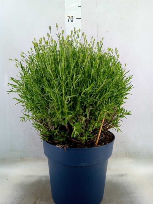 <h4>Lavandula angus. 'Felice'</h4>