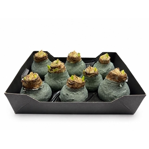 Wax Hipp Topline Gl Pastel Groen