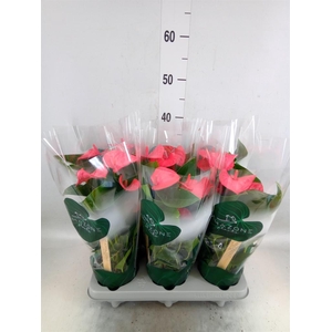 Anthurium andr. 'Melito'