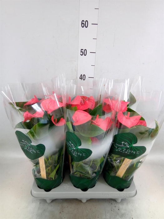 <h4>Anthurium andr. 'Melito'</h4>