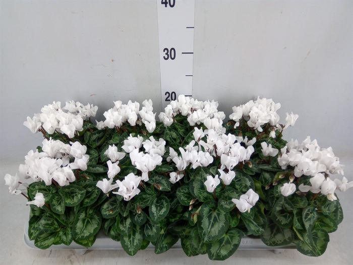 <h4>Cyclamen KL 'Carino'</h4>