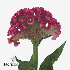 Celosia solid