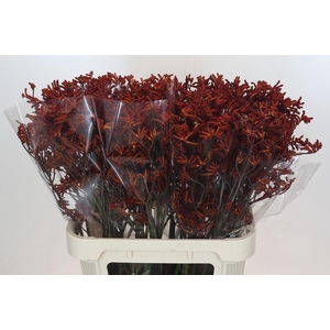 Anigozanthos Red Velvet