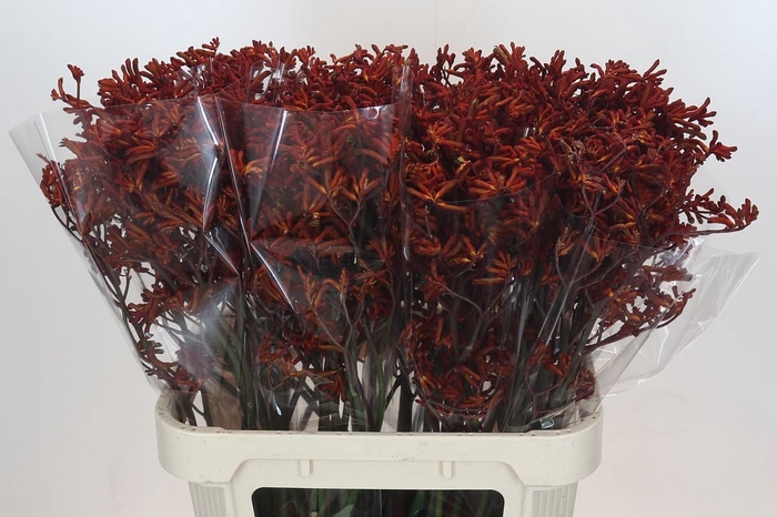 <h4>Anigozanthos Red Velvet</h4>