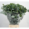Euc Populus Leaf Extra