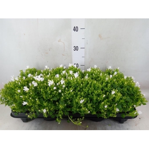 Campanula porten. 'Get Mee White'