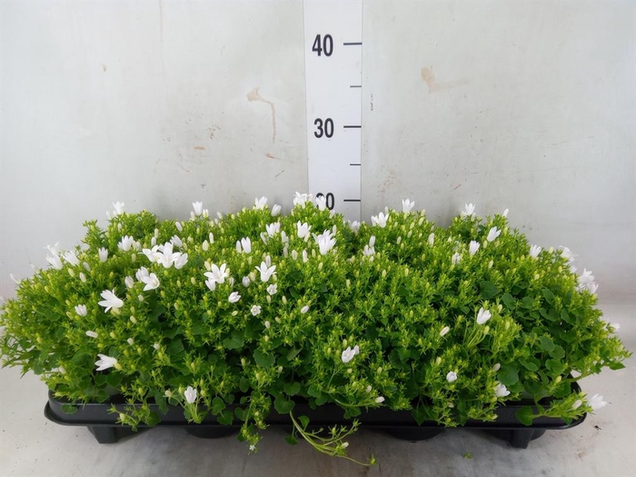 <h4>Campanula porten. 'Get Mee White'</h4>