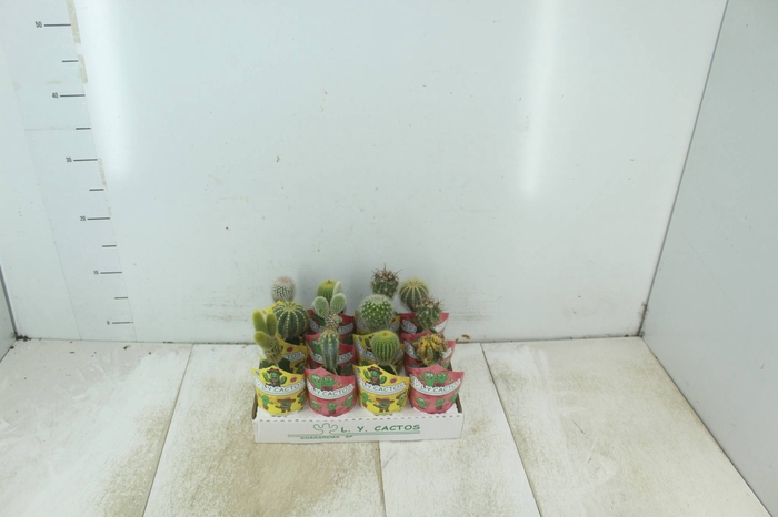 <h4>CACTUS ENXERTADO P07</h4>