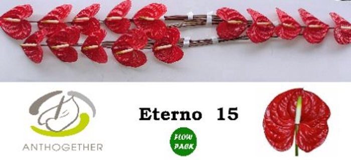 <h4>Anthurium andr. 'Eterno'</h4>