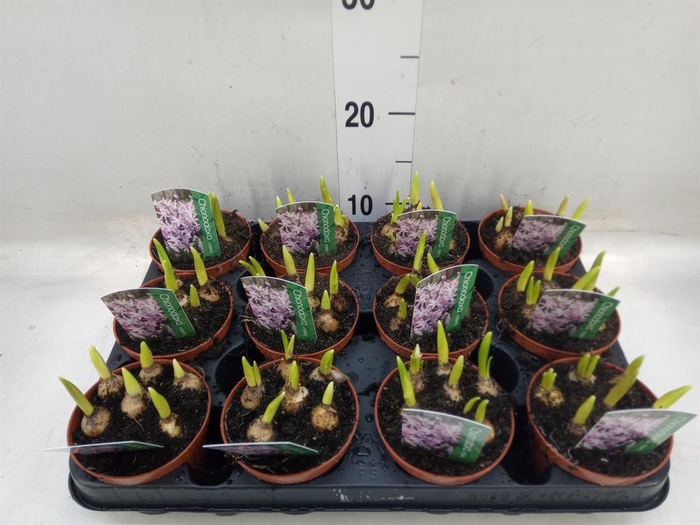 <h4>Chionodoxa   ...</h4>