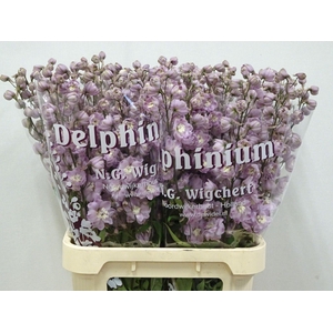 DELPHINIUM DU 'DEWI FLAMINGO'
