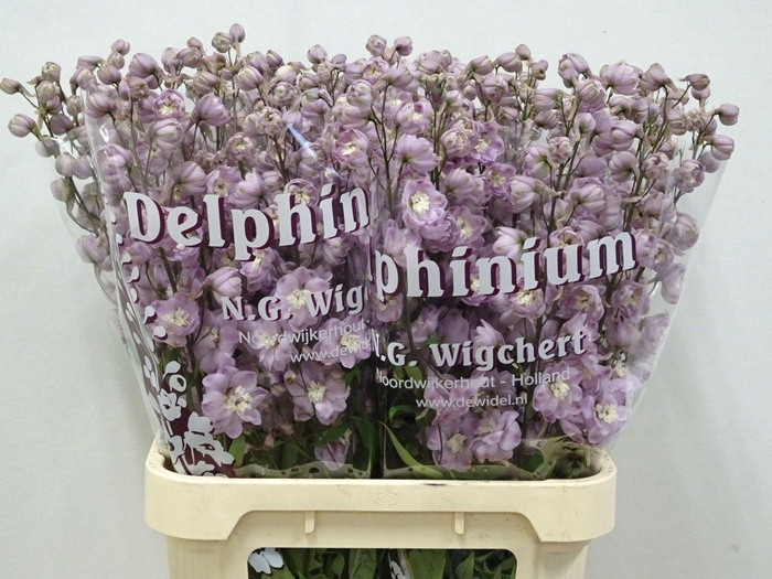 <h4>DELPHINIUM DU 'DEWI FLAMINGO'</h4>