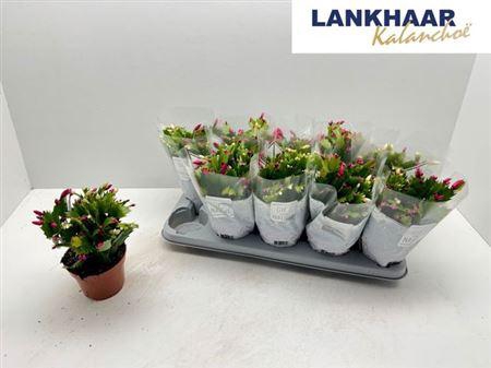 arr8 Schlumb Flame Du Gt