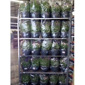 Perkplanten   ...mix /pot [Bedding]