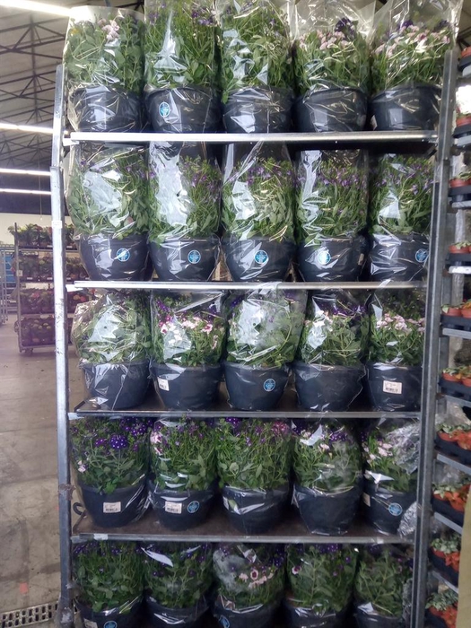 <h4>Perkplanten   ...mix /pot [Bedding]</h4>