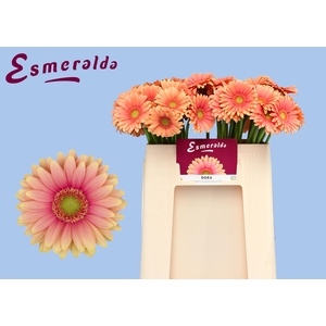 GE MI DORA