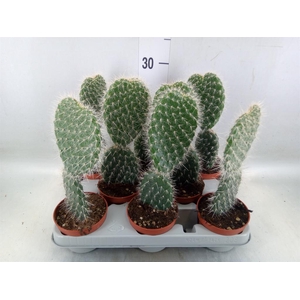 Opuntia