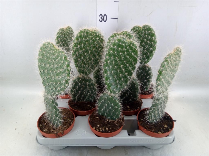 <h4>Opuntia</h4>