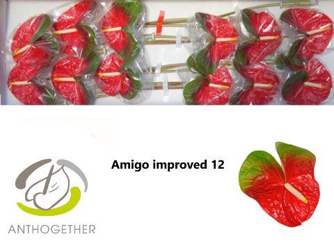 <h4>ANTH A AMIGO IMPROVE 12</h4>