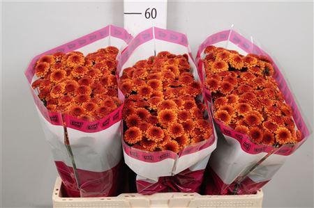 <h4>Chr S Aaa Edvaldo</h4>