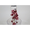CYMBIDIUM MIDI
