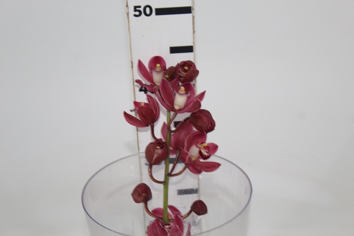 CYMBIDIUM MIDI