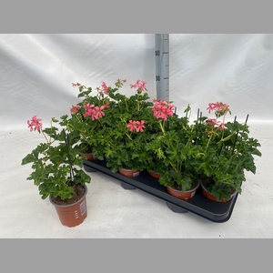 PEL PELT DECORA ROSE