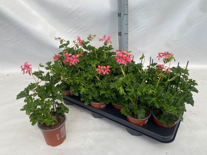 <h4>PEL PELT DECORA ROSE</h4>