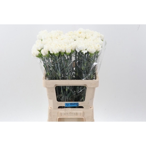 DI ST WHITE LIBERTY IT