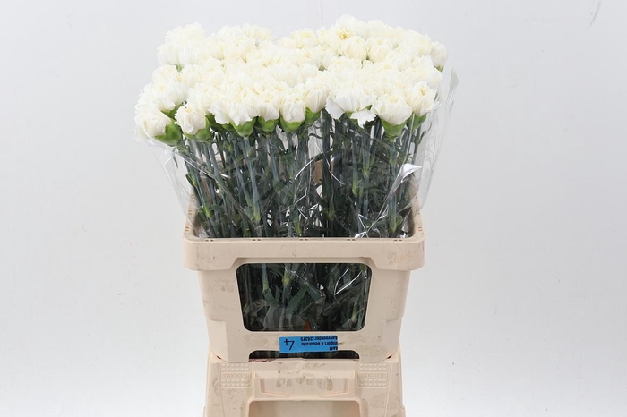 <h4>DI ST WHITE LIBERTY IT</h4>