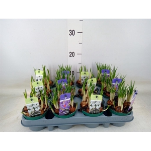 Crocus   ...mix