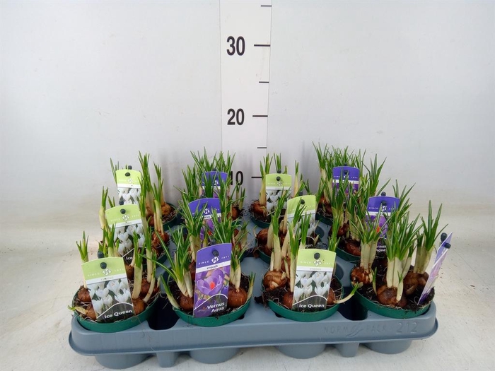 <h4>Crocus   ...mix</h4>