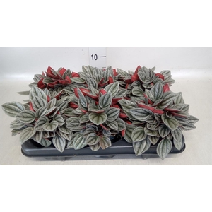 Peperomia caperata 'Santorini'